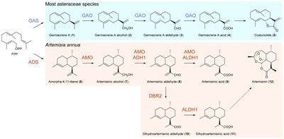 Functional analysis of CYP71AV1 reveals the evolutionary landscape of artemisinin biosynthesis